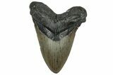 Huge, Fossil Megalodon Tooth - North Carolina #319917-1